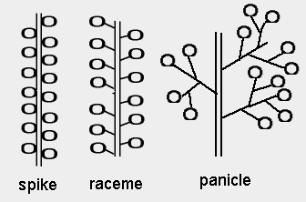 panicles